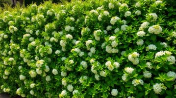 Troène : la haie parfaite qui fleurit toute l'année et forme une barrière naturelle impénétrable