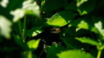 Vipères dans le jardin : ce lieu précis les attire comme un aimant