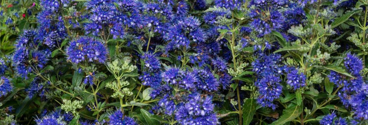 Caryopteris