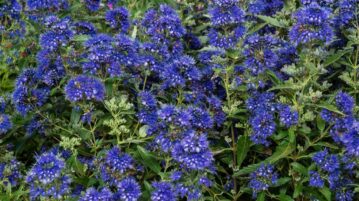 Caryopteris