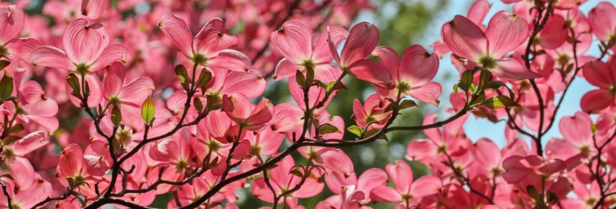 Cornus kousa