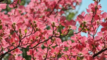 Cornus kousa