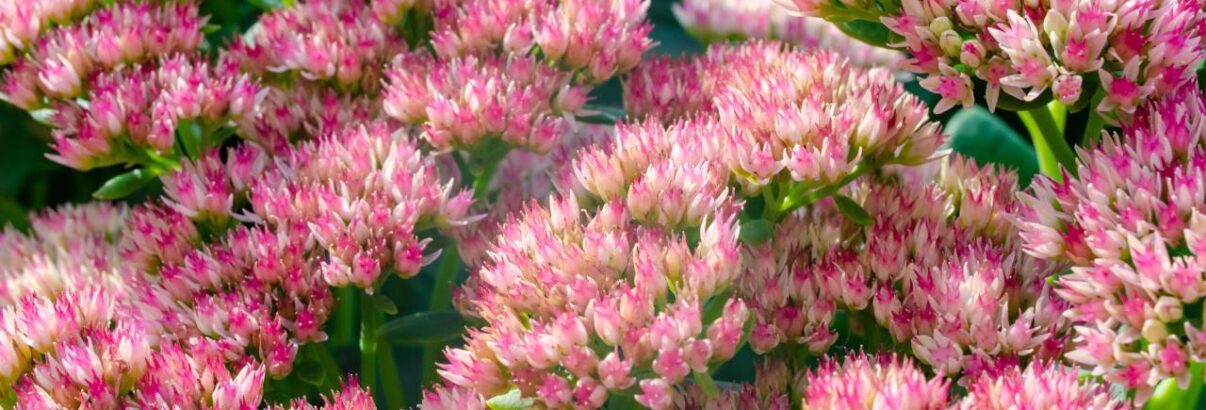 sedum spectabile