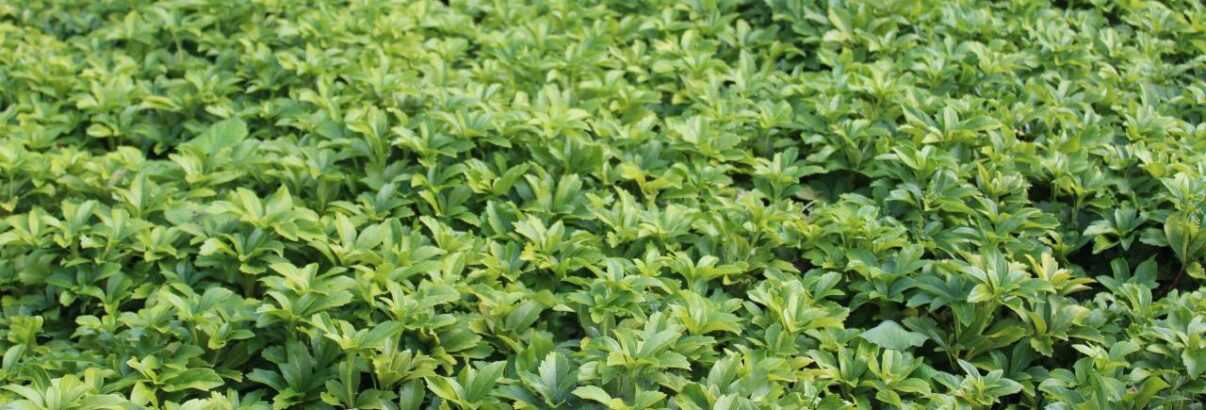 Pachysandra terminalis