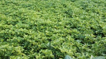 Pachysandra terminalis