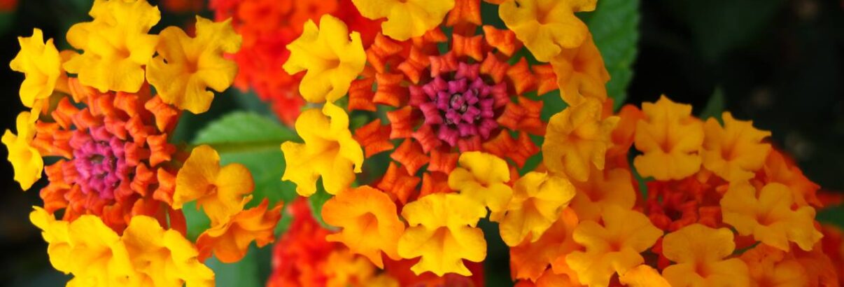 Lantana