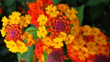 Lantana