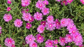 Delosperma cooperi