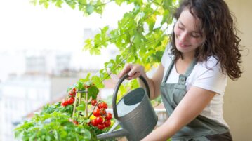 arrosage tomate