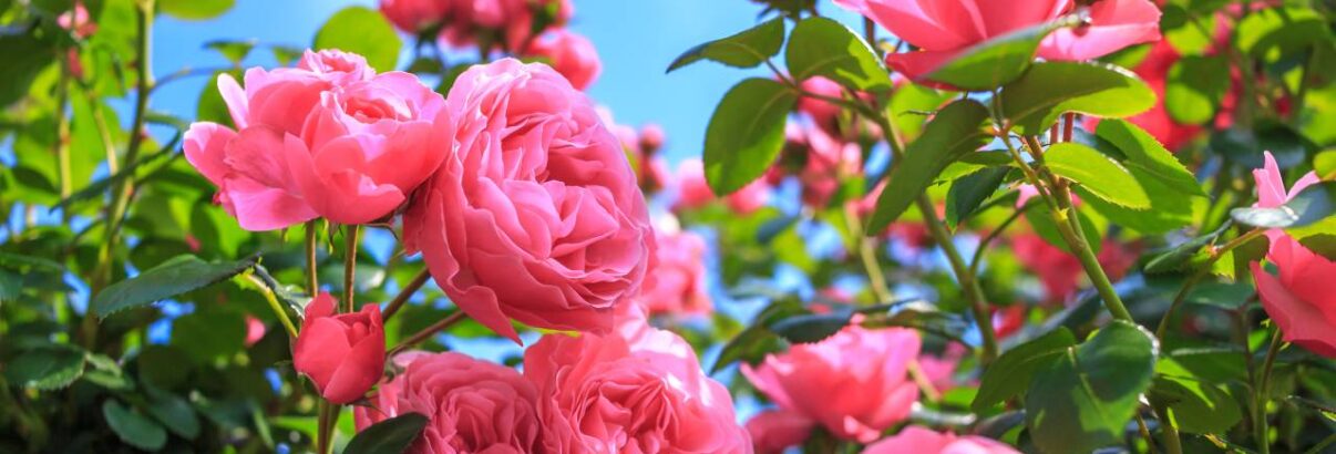 rosiers