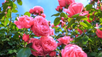 rosiers
