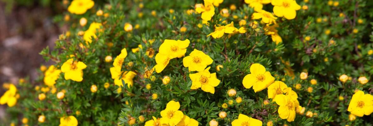 Potentilla fruticosa
