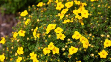 Potentilla fruticosa