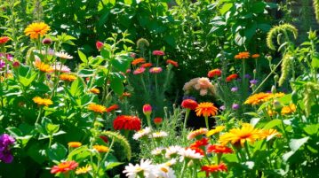 Ces 12 plantes alliées semées en juin métamorphosent votre jardin, même sans engrais !