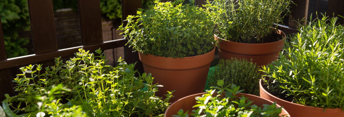 Elle sent bon, protège ton potager et pousse même sans eau sur le balcon. Adoptée direct