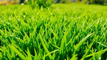 Gazon vert et dense : les astuces des pros pour l'avoir dès les premières chaleurs