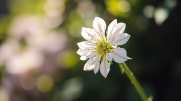 L'astrance, cette beauté parfumée qui fleurit à l'ombre des jardins difficiles