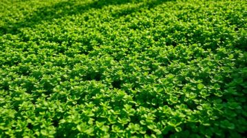Le Dichondra Repens : le couvre-sol qui défie les canicules et transforme votre jardin