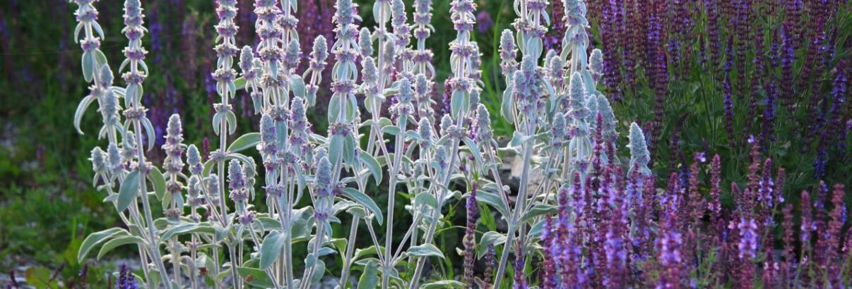 Stachys byzantina