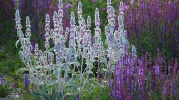 Stachys byzantina