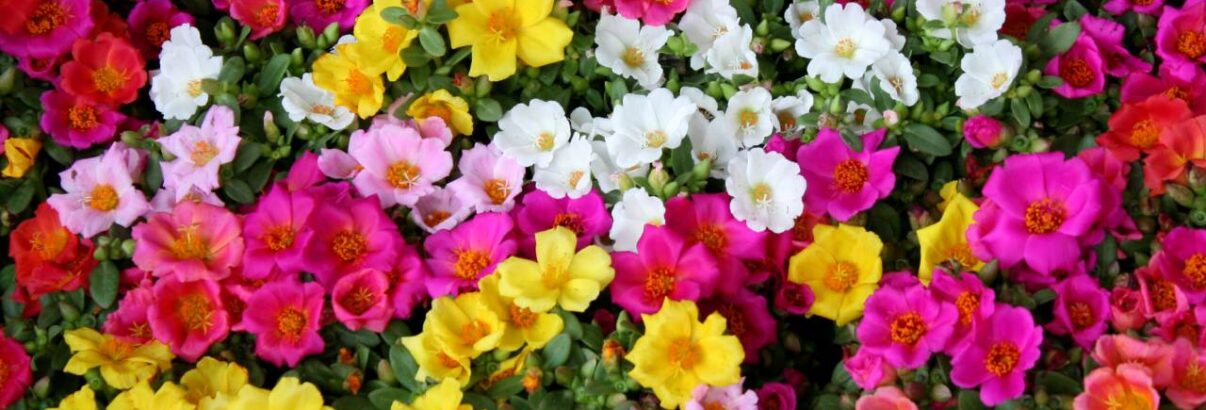 portulaca grandiflora