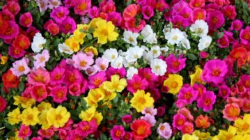 portulaca grandiflora