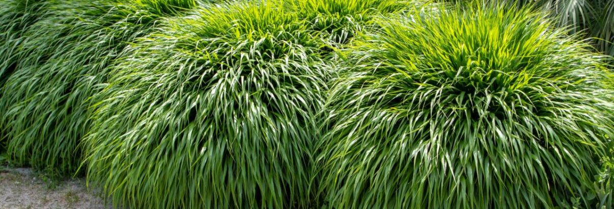 Hakonechloa