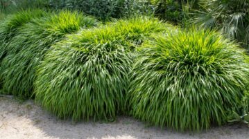 Hakonechloa