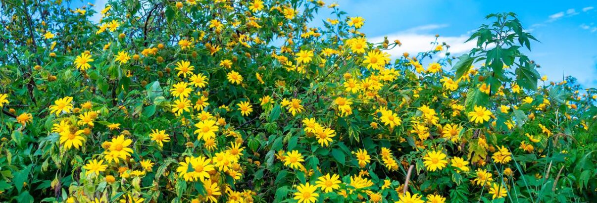 topinambour fleur