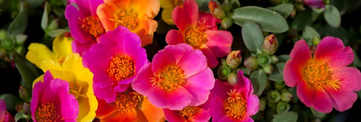 Portulaca grandiflora