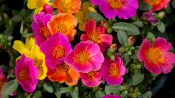 Portulaca grandiflora