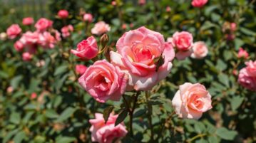 Ce que trop de jardiniers négligent en juillet condamne leurs rosiers à une floraison faible et fragile