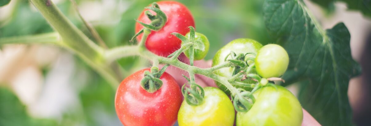 Cette astuce toute simple et pourtant méconnue fait rougir les tomates plus vite au potager !