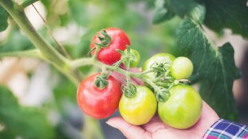 Cette astuce toute simple et pourtant méconnue fait rougir les tomates plus vite au potager !