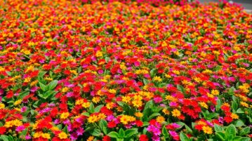 Cette plante couvre-sol forme un tapis fleuri en 3 semaines et bloque les mauvaises herbes tout l'été