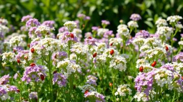 L'alyssum maritime : la plante miracle qui transforme votre potager en refuge pour coccinelles