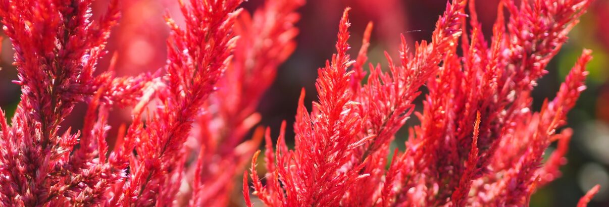 La plante qui fait sensation cet été : floraison instantanée et entretien minimal