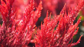 La plante qui fait sensation cet été : floraison instantanée et entretien minimal