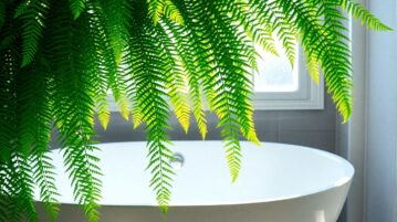 Le Nephrolepis exaltata : la fougère miracle qui transforme votre salle de bain en oasis purifiante