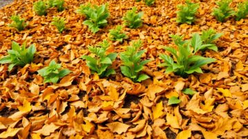 Le paillis de feuilles mortes : le secret d'un jardin sans mauvaises herbes qui retient l'eau naturellement