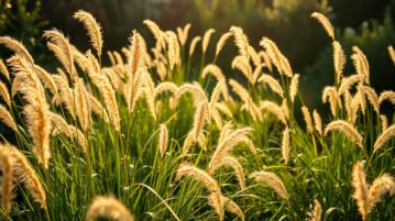 Les graminées ornementales : ces alliées méconnues qui transforment nos jardins
