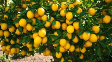Un seul ingrédient dans la terre, et vos citronniers produisent des fruits par dizaines !