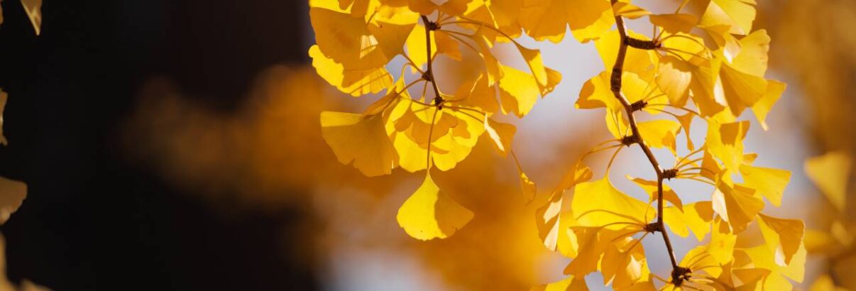 Ginkgo biloba