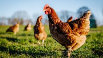 poules