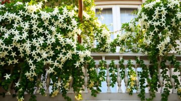 Jasmin étoilé : la plante miracle qui transforme votre balcon en paradis parfumé