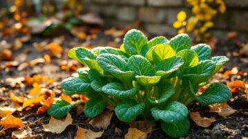 L'épinard d'hiver : la plante ancienne qui transforme vos récoltes d'automne