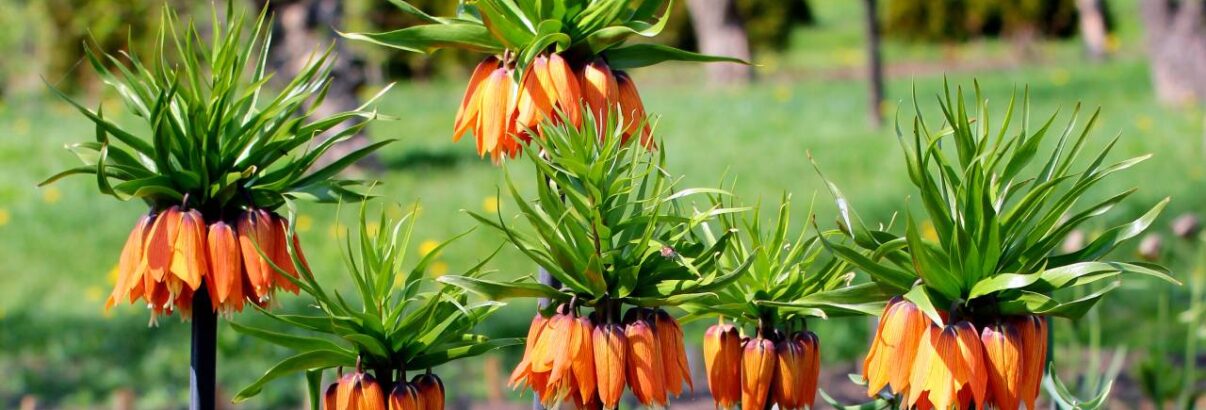 fritillaire impériale