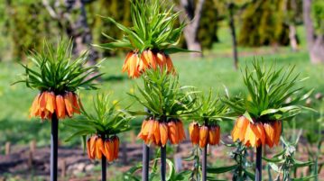fritillaire impériale