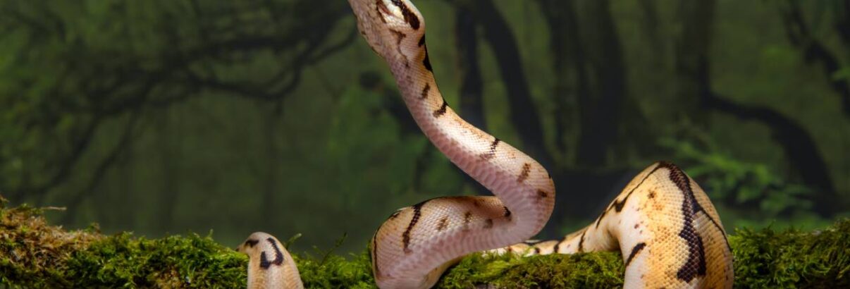 Python Royal