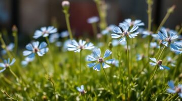 La nigelle de Damas : cette fleur rustique qui se ressème toute seule chaque année